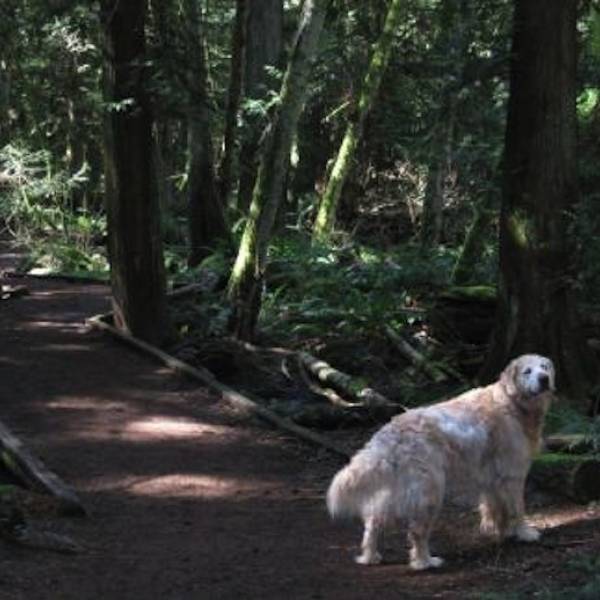 Best off leash dog trails best sale