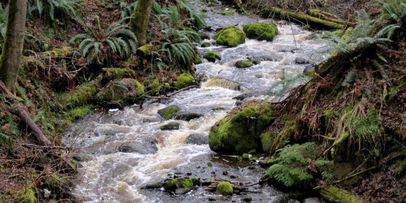 Exploring Enos Lake | Parksville Qualicum Beach Tourism