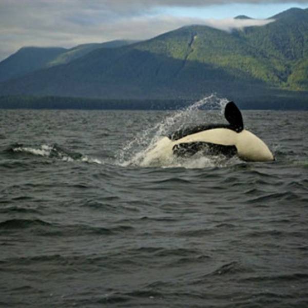 Whale Watching Vancouver Island Parksville Qualicum Beach Tourism